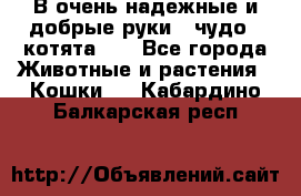 В очень надежные и добрые руки - чудо - котята!!! - Все города Животные и растения » Кошки   . Кабардино-Балкарская респ.